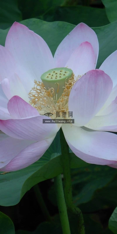【12180】植物壁纸  2K 高清壁纸2560_1600@青蛙壁纸-笨猫小站