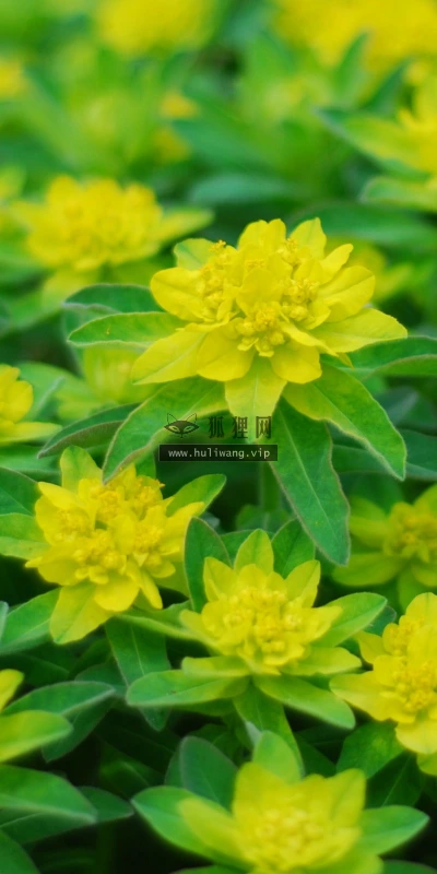 【12181】植物壁纸  2K 高清壁纸2560_1600@青蛙壁纸-笨猫小站