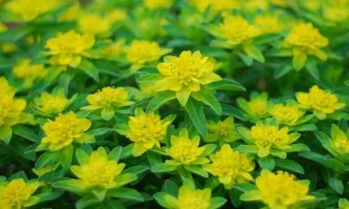 【12181】植物壁纸  2K 高清壁纸2560_1600@青蛙壁纸-笨猫小站