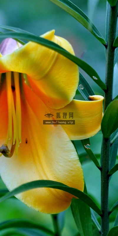 【12182】植物壁纸  2K 高清壁纸2560_1600@青蛙壁纸-笨猫小站