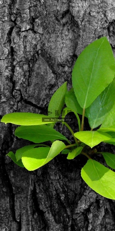 【12184】植物壁纸  2K 高清壁纸2560_1600@青蛙壁纸-笨猫小站