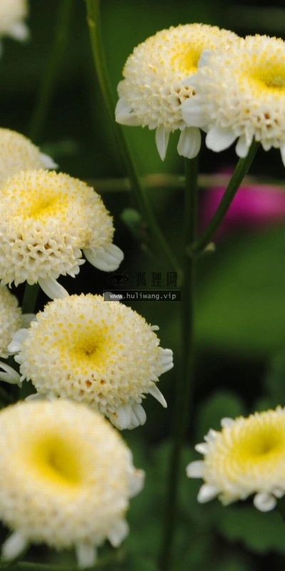 【12185】植物壁纸  2K 高清壁纸2560_1600@青蛙壁纸-笨猫小站