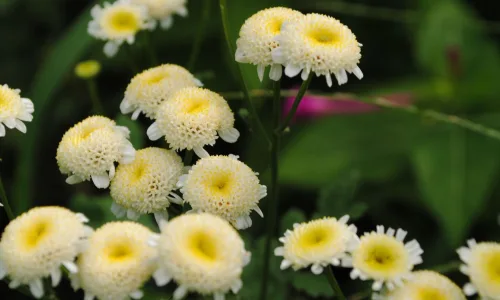 【12185】植物壁纸  2K 高清壁纸2560_1600@青蛙壁纸-笨猫小站