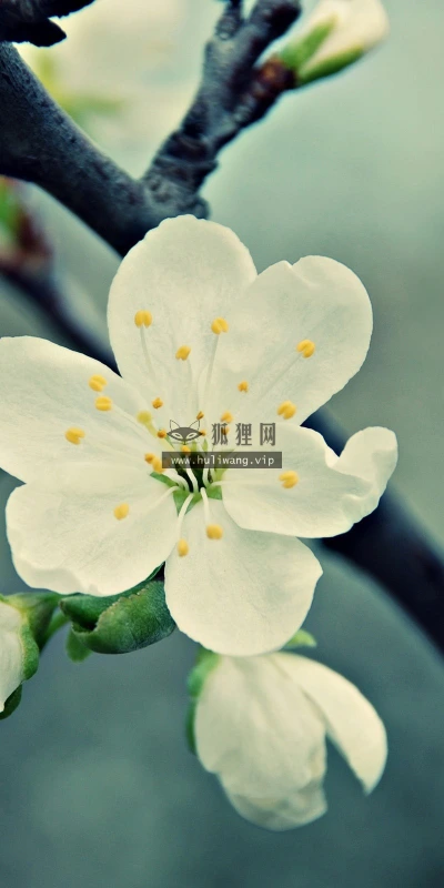 【12188】植物壁纸  2K 高清壁纸2560_1600@青蛙壁纸-笨猫小站