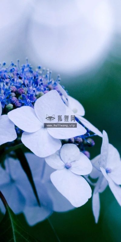 【12190】植物壁纸  2K 高清壁纸2560_1600@青蛙壁纸-笨猫小站