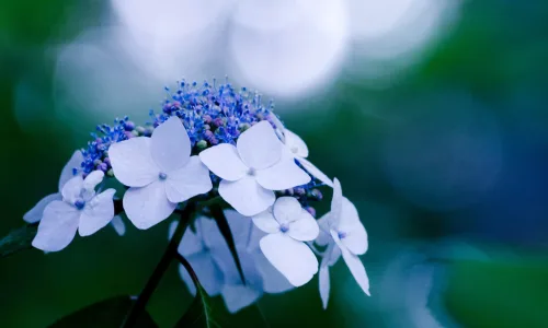 【12190】植物壁纸  2K 高清壁纸2560_1600@青蛙壁纸-笨猫小站