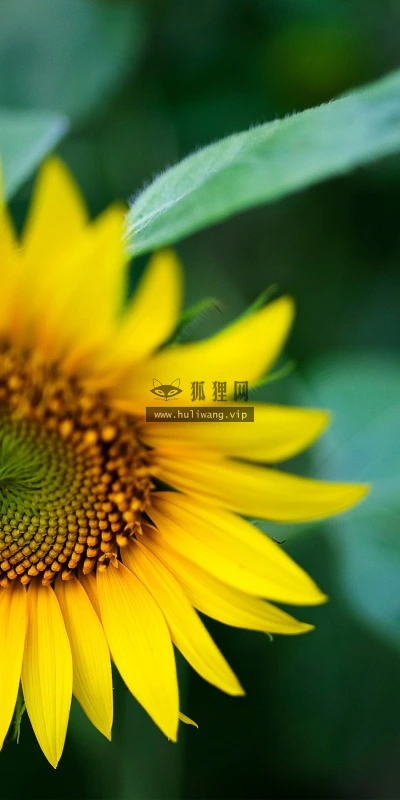 【12191】植物壁纸  2K 高清壁纸2560_1600@青蛙壁纸-笨猫小站