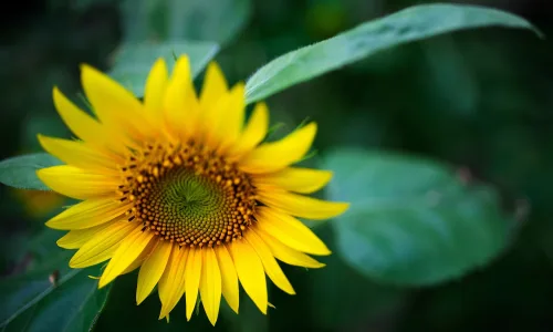 【12191】植物壁纸  2K 高清壁纸2560_1600@青蛙壁纸-笨猫小站