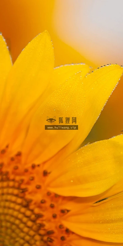 【12192】植物壁纸  2K 高清壁纸2560_1600@青蛙壁纸-笨猫小站