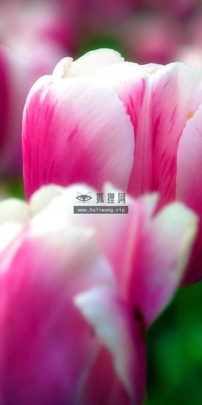 【12193】植物壁纸  2K 高清壁纸2560_1600@青蛙壁纸-笨猫小站