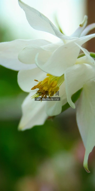 【12194】植物壁纸  2K 高清壁纸2560_1600@青蛙壁纸-笨猫小站