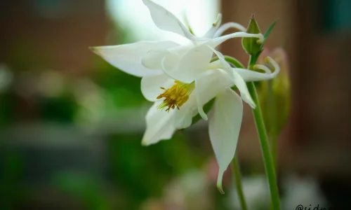 【12194】植物壁纸  2K 高清壁纸2560_1600@青蛙壁纸-笨猫小站