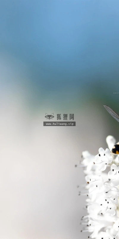 【12195】植物壁纸  2K 高清壁纸2560_1600@青蛙壁纸-笨猫小站