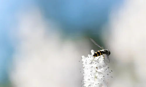 【12195】植物壁纸  2K 高清壁纸2560_1600@青蛙壁纸-笨猫小站