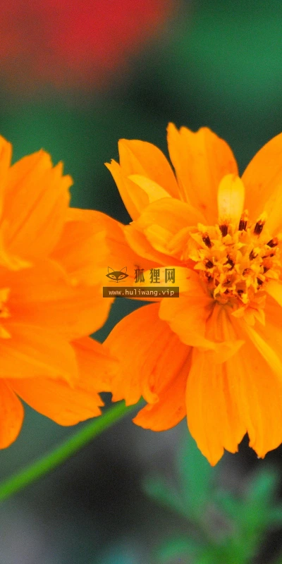 【12196】植物壁纸  2K 高清壁纸2560_1600@青蛙壁纸-笨猫小站
