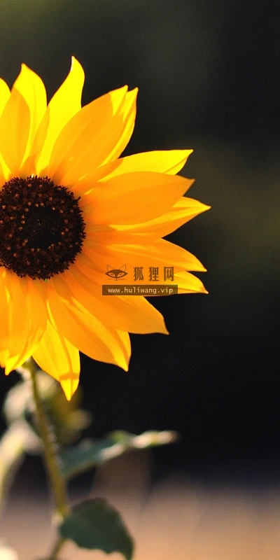 【12197】植物壁纸  2K 高清壁纸2560_1600@青蛙壁纸-笨猫小站