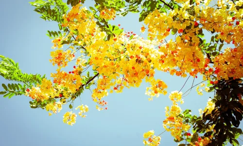 【12198】植物壁纸  2K 高清壁纸2560_1600@青蛙壁纸-笨猫小站