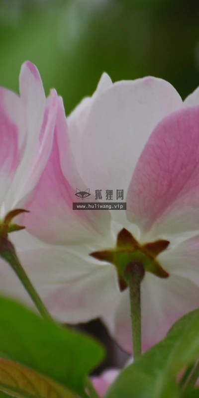 【12199】植物壁纸  2K 高清壁纸2560_1600@青蛙壁纸-笨猫小站