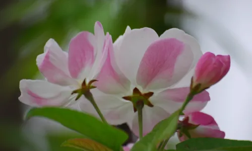 【12199】植物壁纸  2K 高清壁纸2560_1600@青蛙壁纸-笨猫小站