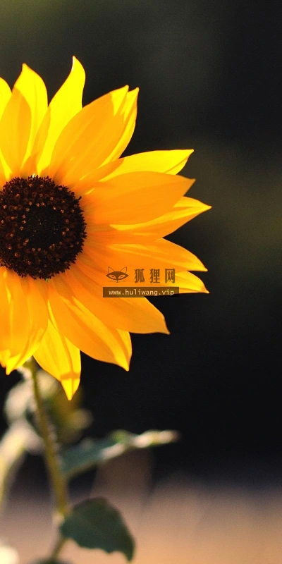 【12200】植物壁纸  2K 高清壁纸2560_1600@青蛙壁纸-笨猫小站