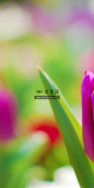 【12201】植物壁纸  2K 高清壁纸2560_1600@青蛙壁纸-笨猫小站