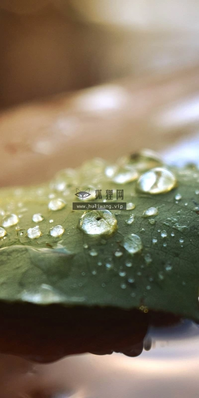 【12202】植物壁纸  2K 高清壁纸2560_1600@青蛙壁纸-笨猫小站