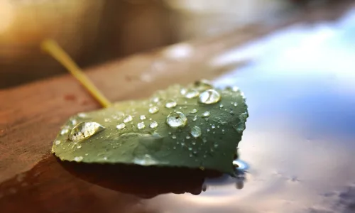 【12202】植物壁纸  2K 高清壁纸2560_1600@青蛙壁纸-笨猫小站