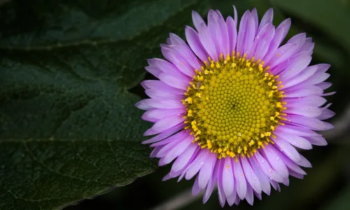 【12203】植物壁纸  2K 高清壁纸2560_1600@青蛙壁纸-笨猫小站