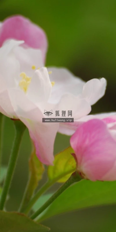【12204】植物壁纸  2K 高清壁纸2560_1600@青蛙壁纸-笨猫小站