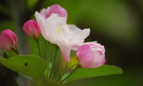 【12204】植物壁纸  2K 高清壁纸2560_1600@青蛙壁纸-笨猫小站