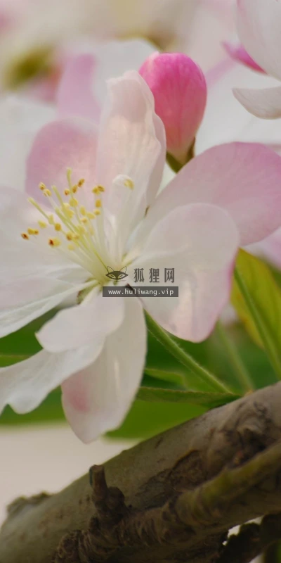 【12205】植物壁纸  2K 高清壁纸2560_1600@青蛙壁纸-笨猫小站
