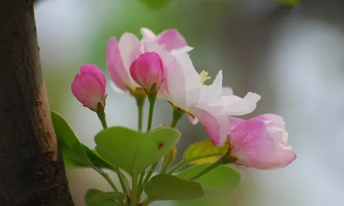 【12206】植物壁纸  2K 高清壁纸2560_1600@青蛙壁纸-笨猫小站