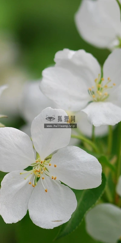 【12207】植物壁纸  2K 高清壁纸2560_1600@青蛙壁纸-笨猫小站