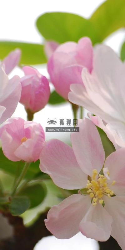 【12208】植物壁纸  2K 高清壁纸2560_1600@青蛙壁纸-笨猫小站