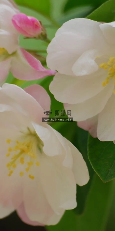 【12209】植物壁纸  2K 高清壁纸2560_1600@青蛙壁纸-笨猫小站