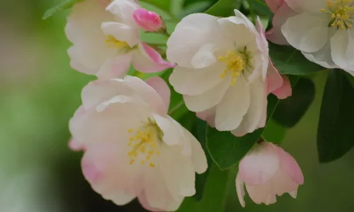 【12209】植物壁纸  2K 高清壁纸2560_1600@青蛙壁纸-笨猫小站