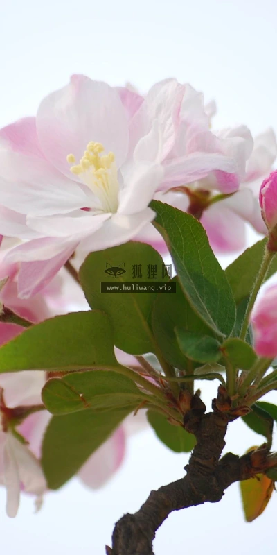 【12210】植物壁纸  2K 高清壁纸2560_1600@青蛙壁纸-笨猫小站