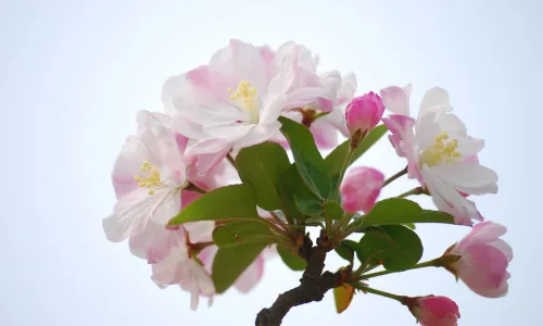 【12210】植物壁纸  2K 高清壁纸2560_1600@青蛙壁纸-笨猫小站