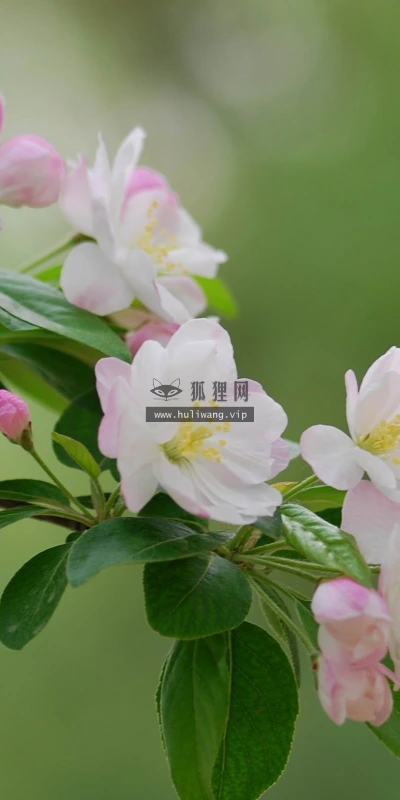 【12211】植物壁纸  2K 高清壁纸2560_1600@青蛙壁纸-笨猫小站