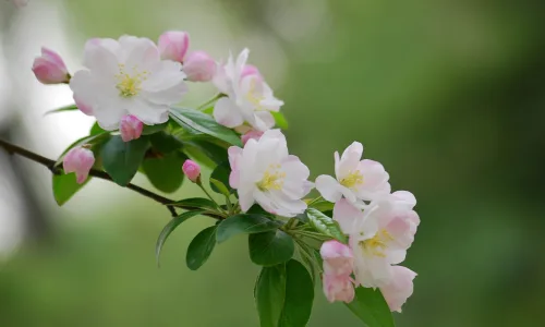 【12211】植物壁纸  2K 高清壁纸2560_1600@青蛙壁纸-笨猫小站