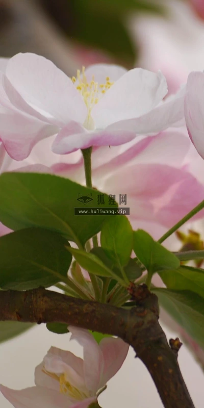 【12213】植物壁纸  2K 高清壁纸2560_1600@青蛙壁纸-笨猫小站