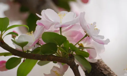 【12213】植物壁纸  2K 高清壁纸2560_1600@青蛙壁纸-笨猫小站