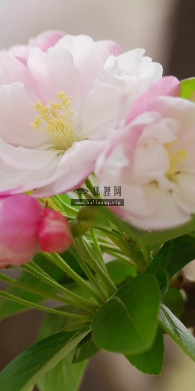 【12214】植物壁纸  2K 高清壁纸2560_1600@青蛙壁纸-笨猫小站