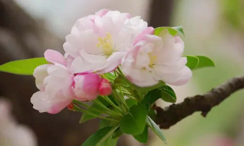 【12214】植物壁纸  2K 高清壁纸2560_1600@青蛙壁纸-笨猫小站