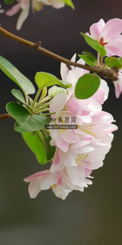 【12215】植物壁纸  2K 高清壁纸2560_1600@青蛙壁纸-笨猫小站