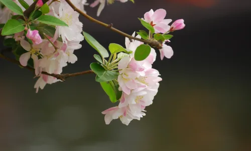 【12215】植物壁纸  2K 高清壁纸2560_1600@青蛙壁纸-笨猫小站