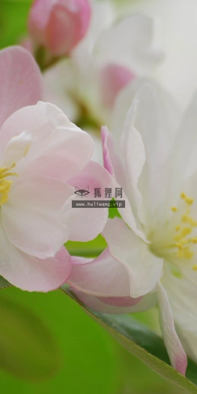 【12217】植物壁纸  2K 高清壁纸2560_1600@青蛙壁纸-笨猫小站