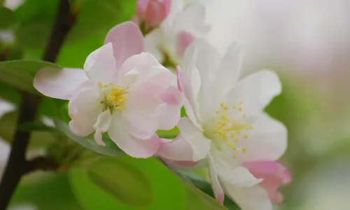 【12217】植物壁纸  2K 高清壁纸2560_1600@青蛙壁纸-笨猫小站