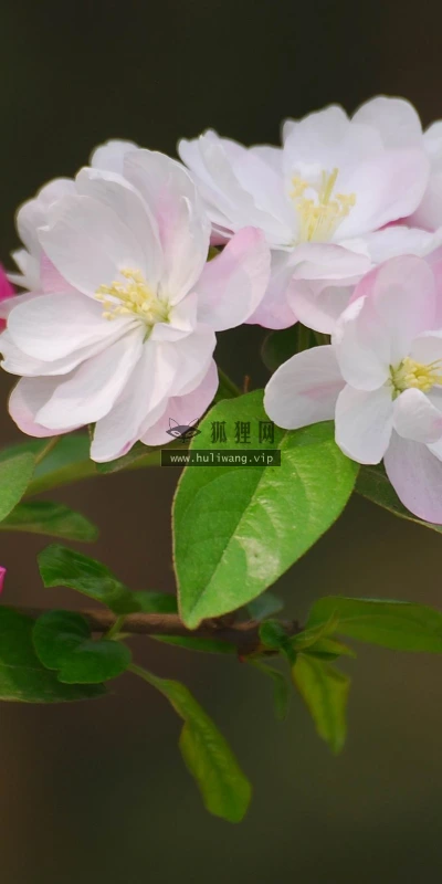 【12218】植物壁纸  2K 高清壁纸2560_1600@青蛙壁纸-笨猫小站