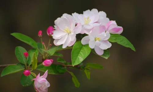 【12218】植物壁纸  2K 高清壁纸2560_1600@青蛙壁纸-笨猫小站
